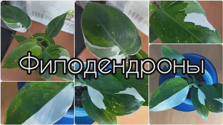 #ФИЛОДЕНДРОН #ЗИМА и #ВАРИЕГАТНОСТЬ 🌿 #растения в холодное время года🌿Белая Принцесса🌿Вайт Визард🌿