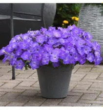 https://leka-garden.ru/petuniya-ampelnaya-easy-wave/4944-%D0%BF%D0%B5%D1%82%D1%83%D0%BD%D0%B8%D1%8F-e3-easy-wave-f1-sky-blue-3-%D1%88%D1%82-%D0%B4%D1%80%D0%B0%D0%B6%D0%B5.html?cid=443