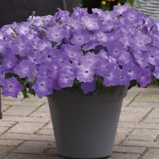 Петуния ампельная гибридная EASY WAVE F1 LAVENDER SKY BLUE - 5 шт.