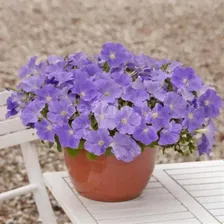 Петуния ампельная гибридная (Petunia x hybrida) "E3 EASY WAVE F1" (BLUE SKY) P9>